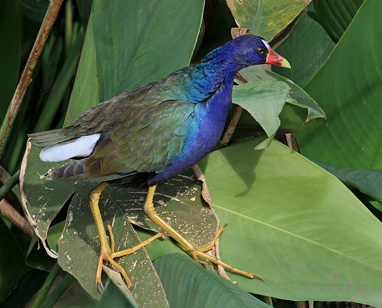 Purple Gallinule Perched on Leaves 1   P O'Malley